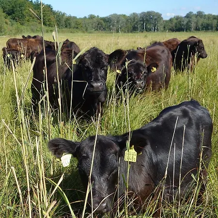 Lägenhet Beaulieu Cosy & Center Apartments