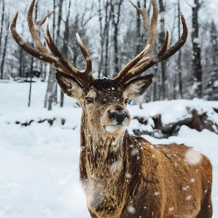 Lägenhet Beaulieu Cosy & Center Apartments