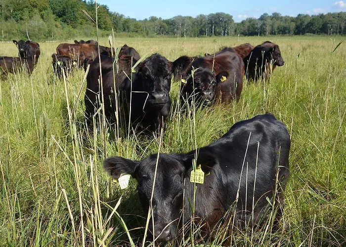 Daire Beaulieu Cosy & Center