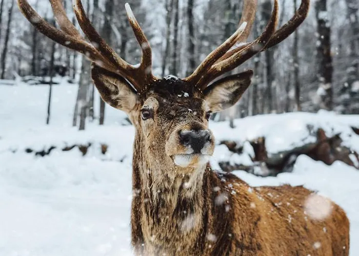 アパート Beaulieu Cosy & Center